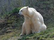 d140328-11160250-100-hellabrunn-eisbaerenzwillinge