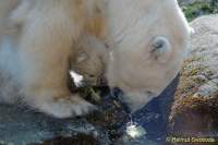 d140328-10515990-100-hellabrunn-eisbaerenzwillinge