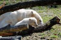 d140328-12005760-100-hellabrunn-eisbaerenzwillinge