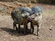 Tierpark Hellabrunn am 28.04.2026