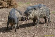 Tierpark Hellabrunn am 28.04.2026