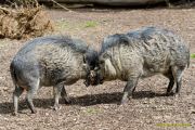 Tierpark Hellabrunn am 28.04.2026