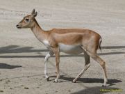 Tierpark Hellabrunn am 28.04.2026