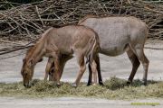 Tierpark Hellabrunn am 28.04.2026