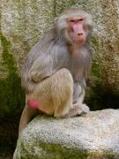 Tierpark Hellabrunn am 28.04.2026