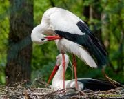 Tierpark Hellabrunn am 28.04.2026