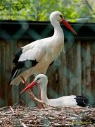 Tierpark Hellabrunn am 28.04.2026