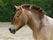 Tierpark Hellabrunn am 28.04.2026