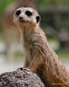 Tierpark Hellabrunn am 28.04.2026