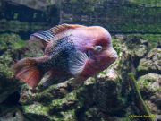 Tierpark Hellabrunn am 28.04.2026