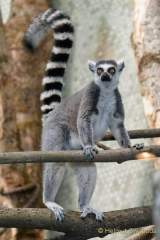 Tierpark Hellabrunn: Fertigstellung des Hauses der kleinen Affen
