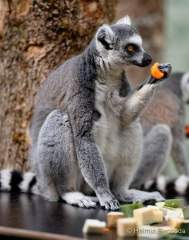 Tierpark Hellabrunn: Fertigstellung des Hauses der kleinen Affen