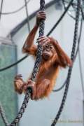 Tierpark Hellabrunn: Fertigstellung des Hauses der kleinen Affen