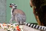 Tierpark Hellabrunn: Fertigstellung des Hauses der kleinen Affen Tierpark Hellabrunn: Fertigstellung des Hauses der kleinen Affen