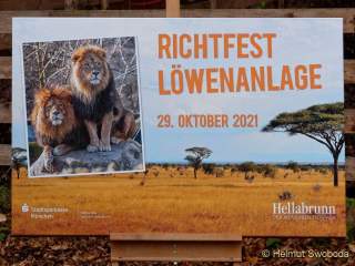 Hellabrunn - Richtfest der neuen Löwenanlage