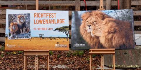 Hellabrunn - Richtfest der neuen Löwenanlage