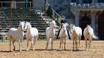 Carmina Burana Cavallo auf Schloss Kaltenberg 2022