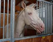 kaltenberger-ritterturnier-pt-1000