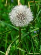 d140607-14415300-100-kampenwand