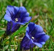 d140607-16235900-100-kampenwand