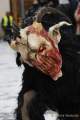 d171210-151746-810-100-krampuslauf d171210-151746-810-100-krampuslauf