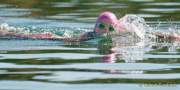 Oktoberfestlauf mit Swimrun 2021