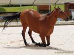 Pferd International 2022 - Vorschau