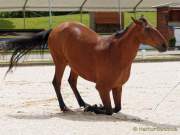 Pferd International 2022 - Vorschau