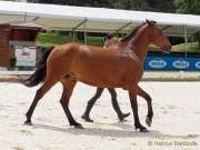 Pferd International 2022 - Vorschau