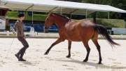 Pferd International 2022 - Vorschau