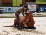 Pferd International 2022 - Vorschau