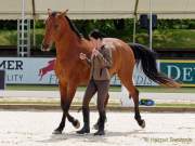 Pferd International 2022 - Vorschau