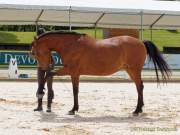 Pferd International 2022 - Vorschau