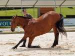 Pferd International 2022 - Vorschau