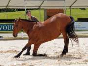 Pferd International 2022 - Vorschau