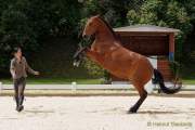 Pferd International 2022 - Vorschau