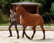 Pferd International 2022 - Vorschau