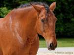 Pferd International 2022 - Vorschau