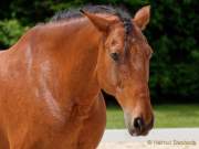 Pferd International 2022 - Vorschau