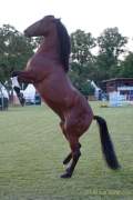 Pferd International 2022 - Welcome-Abend