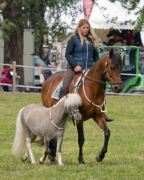 Pferd International 2025