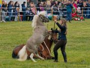 Pferd International 2025