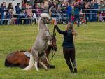 Pferd International 2025
