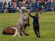 Pferd International 2025