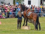 Pferd International 2025