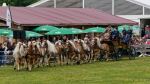 Pferd International 2025