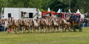 Pferd International 2025