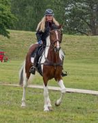 Pferd International 2025