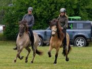 Pferd International 2025