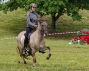 Pferd International 2025